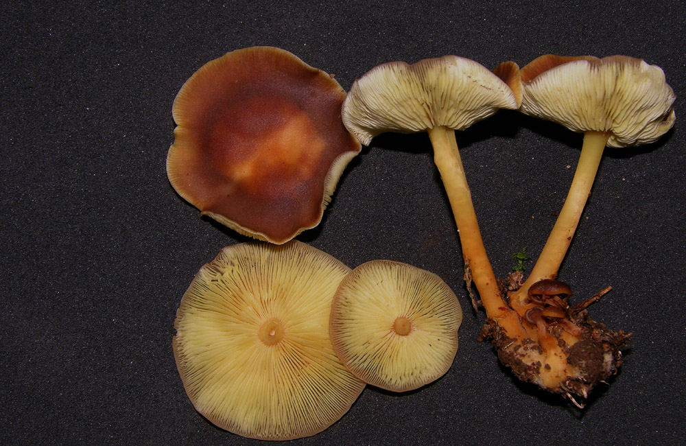 Gymnopus ocior  (Pers.) Anton�n & Noordel